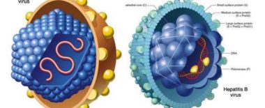 Bệnh viêm gan B lây qua đường nào? Virus siêu vi B sống được bao lâu?
