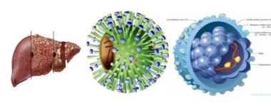 Tổng hợp tất cả các thông tin về bệnh virut viêm gan b